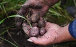 Las manos científicas al rescate de las papas nativas de Colombia