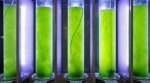 La UE destaca el sector de las algas como el de ‘mayor potencial’ en la bioeconomía azul