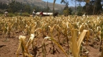 Sequías en Perú: ¿Estamos ante uno de los efectos del cambio climático?
