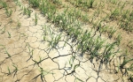 FAO: el cambio climático pone fuerte presión a la agricultura 