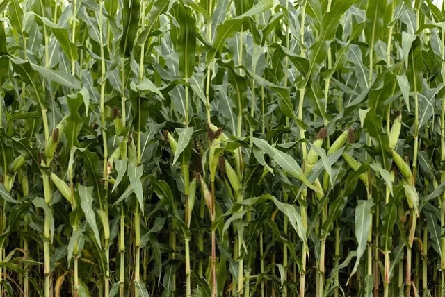 Todo lo que debes saber sobre el cultivo de maíz Bt en España
