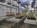 Biotecnología de microalgas como herramienta agrícola contra los efectos del cambio climático
