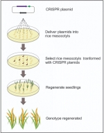 La edición del genoma podría salvar los cultivos de arroz amenazados por el cambio climático