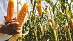  Bolivia-Anapo: El 70% del maíz que consume el país es transgénico