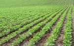 BRASIL: Consultora prevé la plantación de 52,5 millones de hectáreas de cultivos transgénicos