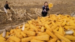 China inicia cultivo comercial de maíz transgénico y la tecnología cuenta con apoyo del Gobierno   