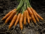 El genoma de la zanahoria revela el secreto de su color