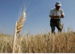 Con el trigo como ejemplo, desde el campo insisten: “Al eliminar las retenciones, gana el país”   