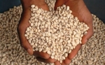 Frijoles genéticamente modificados inundarán los mercados de Nigeria en 2019
