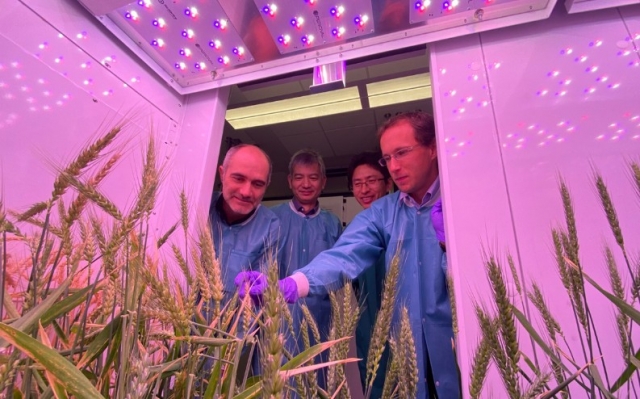 Investigadores descubren nuevos mecanismos y clonan genes de resistencia a roya en el trigo