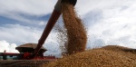 Los motivos del fuerte aumento en los precios de los granos