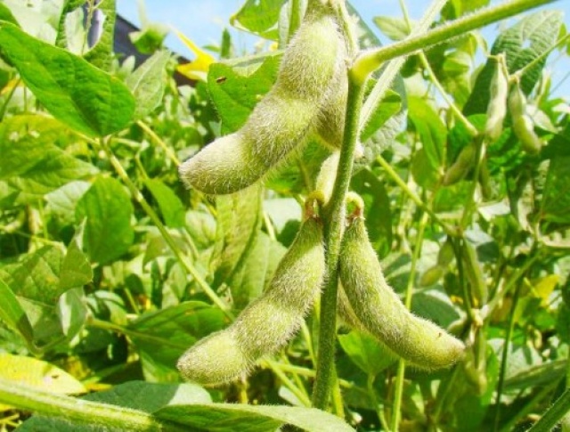 Bolivia: Gobierno se abre a la biotecnología para proteger seguridad alimentaria