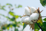 Bangladesh comienza a sembrar algodón Bt