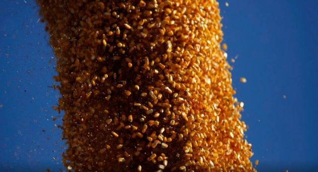 China recupera su impulso en la importación de maíz: cambios en la alimentación animal y proveedores clave