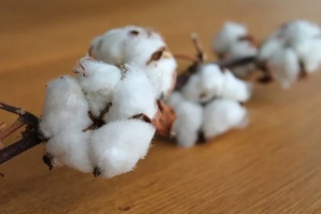 Identifican un gen que podría ayudar al algodón a combatir la plaga bacteriana