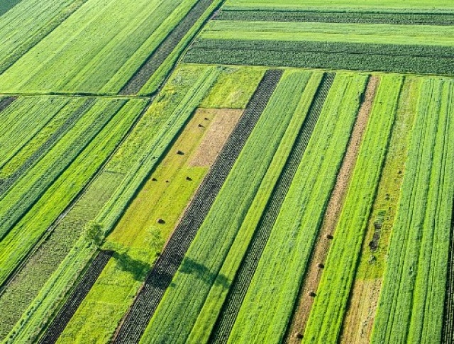 Los cultivos transgénicos permiten producir más alimentos con menos tierras, confirma nuevo estudio