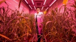 China proyecta levantar un mercado de 1000 millones de dólares en cultivos transgénicos y editados genéticamente