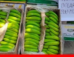 Bolivia: Cambios en el sistema de importaciones de Argentina perjudica exportación de banano, según la CAC