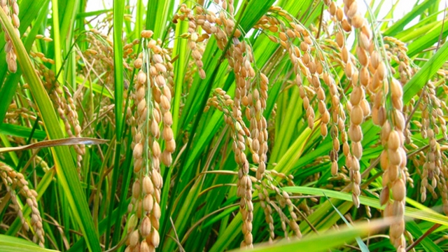Desarrollan arroz genéticamente modificado con anticuerpos contra el VIH