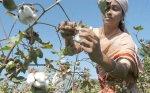 Mito de Vandana Shiva al descubierto: Monsanto no causó los suicidios de granjeros en la India