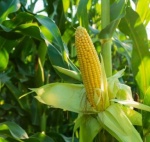 Identifican genes del maíz claves para la fertilidad y el rendimiento