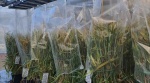 Agricultores ingleses se preparan para ser los primeros en producir cultivos editados comercialmente en Europa