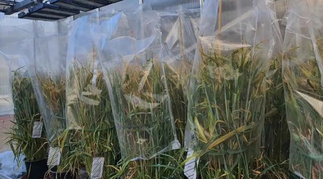 Agricultores ingleses se preparan para ser los primeros en producir cultivos editados comercialmente en Europa