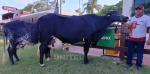 Bolivia: ¿Qué hay detrás de Amanda, la vaca que rompió el récord de producción de leche?