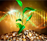 Secuenciación del genoma del café revela su origen prehistórico y genes clave para resistencia a enfermedades 