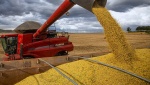 El volumen de soya que aportaría Sudamérica sería récord, según la Bolsa de Cereales de Córdoba