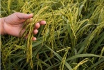 Arroz biofortificado con mayor vitamina B1