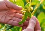 Soya editada con CRISPR obtiene mayor rendimiento en zonas templadas
