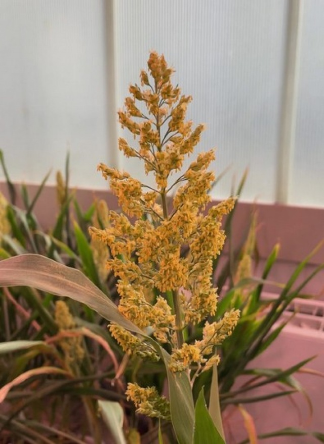 Importantes avances científicos en el sorgo