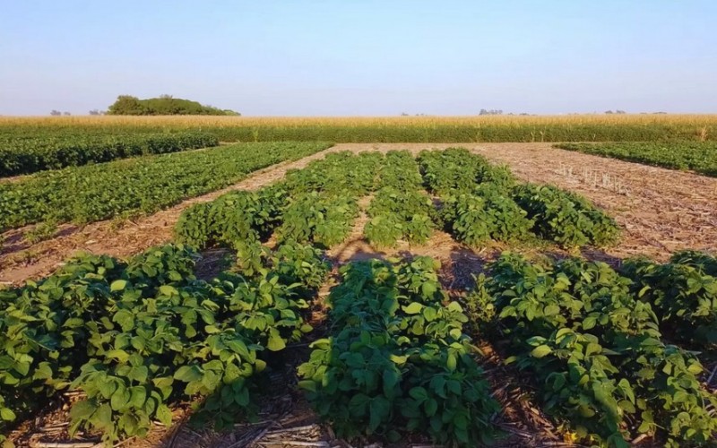 Logran editar un biofertilizante que aumenta un 6% la productividad de la soya