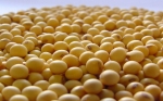 Brasil: CTNBio aprueba la segunda soja con tecnología Xtend de Monsanto