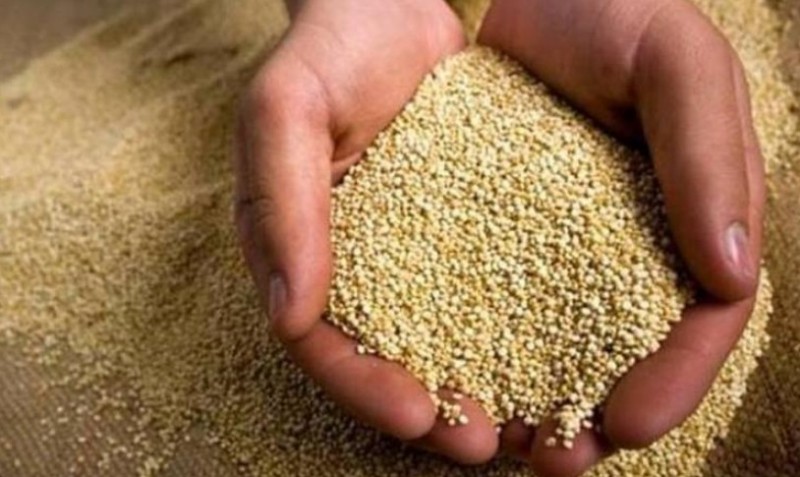 Producción peruana de quinua sumó 144.600 toneladas en 2024, mostrando un aumento de 57,18%