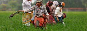 El agro indio es el más cerrado del mundo y el resultado es el arancel de 50% impuesto por Trump 