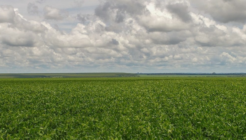En Brasil, el estado de Paraná podría reducir su área de soja por primera vez en 9 años