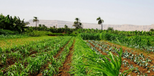 NEC y ClimateAi desarrollan un modelo conceptual para promover la adaptación al cambio climático en la agricultura NEC y ClimateAi desarrollan un modelo conceptual para promover la adaptación al cambio climático en la agricultura