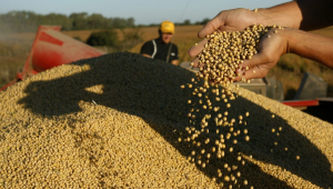 Soya cerró con leves bajas a la espera de paquete de ayuda para agricultores en EE.UU.