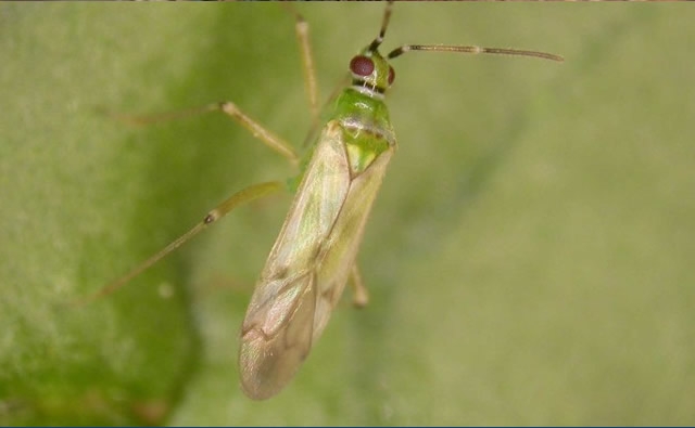 Utilización de Organismos de Control Biológico de Plagas en Semilleros Hortícolas