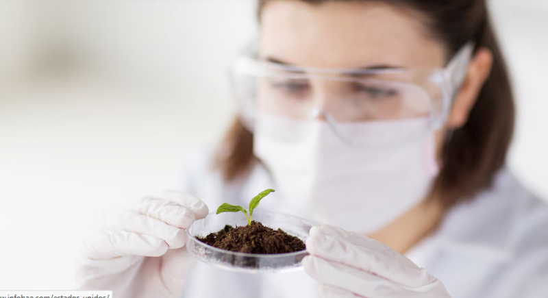 Por qué descifrar los misterios de las células madre vegetales mejorará la seguridad alimentaria frente al cambio climático