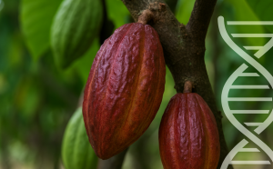 La edición genética y el cruzamiento tradicional permiten obtener plantas de cacao resistentes a las enfermedades