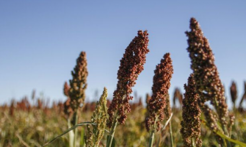 Gente que va para adelante: Brasil se prepara para comenzar a exportar sorgo y burlanda de maíz a China