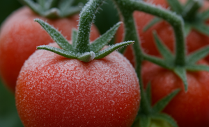 La armadura molecular del tomate: logran crear una variedad resistente al frío sin sacrificar su crecimiento