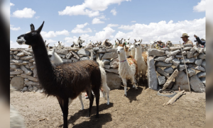 Bolivia: Envían protocolos para la exportación de charque de llama a Estados Unidos