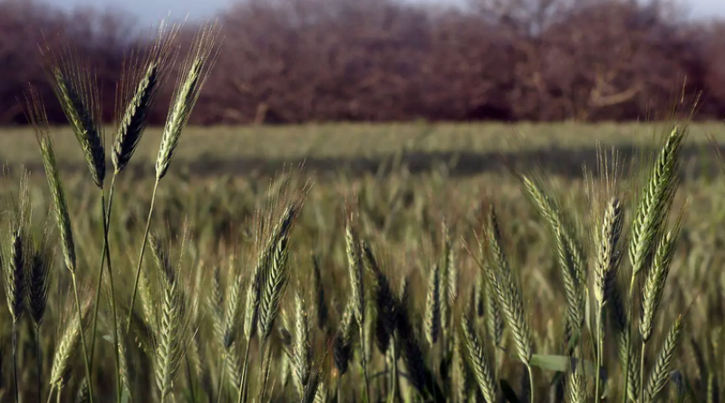 Buscan transformar producción de trigo a nivel global ante el calentamiento climático