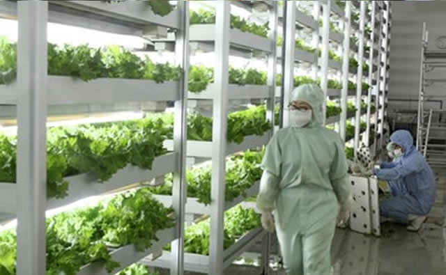 Japón abre una planta donde las lechugas crecen con luces LED