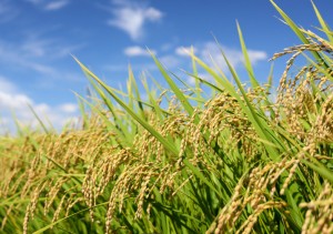 Una minúscula modificación genética reduce a la mitad el cadmio tóxico en el arroz