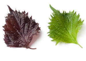 La edición del genoma convierte la perilla roja en verde y multiplica por seis sus beneficios para la salud 